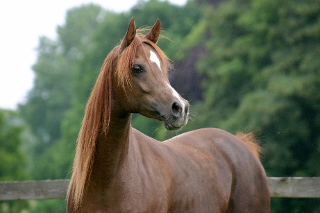 http://www.w-arabians.com/Ivernah130604%20.jpg